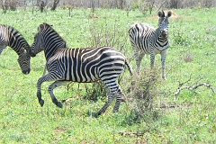 0198-Reis Zuid-Afrika2007